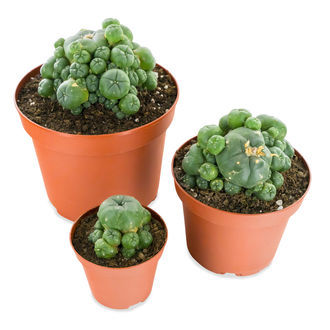 Peyote med hvalpe (Lophophora williamsii)