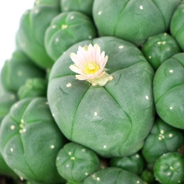 Peyote med hvalpe (Lophophora williamsii)