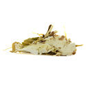 Hvid lotus (20 gram)