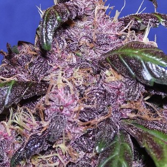 Auto Purple (Original Sensible) Feminiserede