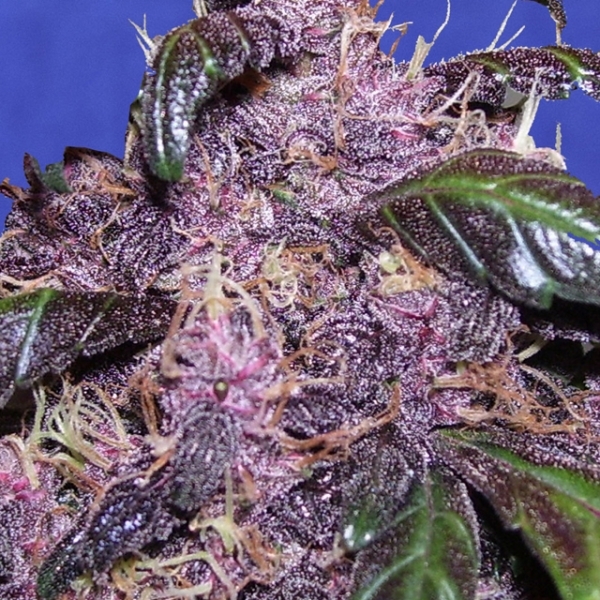 Auto Purple (Original Sensible) Feminiserede