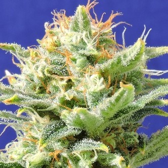 Auto Skunk (Original Sensible Seeds) feminiserede