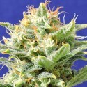 Auto Super Skunk (Original Sensible) Feminiserede