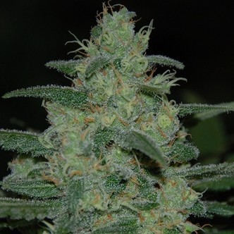 Pure Kush (Original Sensible) feminiserede cannabisfr&oslash;