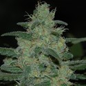 Pure Kush (Original Sensible) Feminiserede