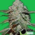 Atomic (Bomb Seeds) Feminiserede
