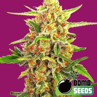 Cherry Bomb (Bomb Seeds) Feminiserede