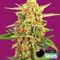 Cherry Bomb (Bomb Seeds) Feminiserede