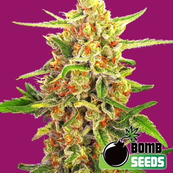 Cherry Bomb (Bomb Seeds) Feminiserede