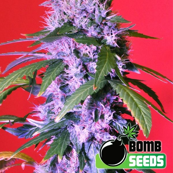 Berry Bomb (Bomb Seeds) Feminiserede