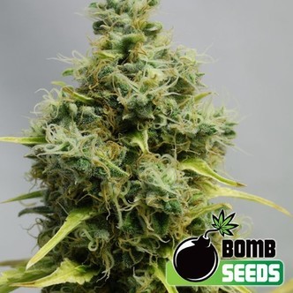 Big Bomb (Bomb Seeds) feminiserede cannabisfr&oslash;