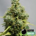 Big Bomb (Bomb Seeds) Feminiserede