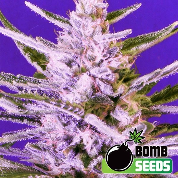 Ice Bomb (Bomb Seeds) Feminiserede