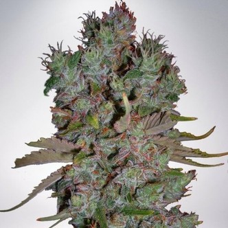 Auto Blueberry Domina (Ministry of Cannabis) feminiserede cannabisfr&oslash;
