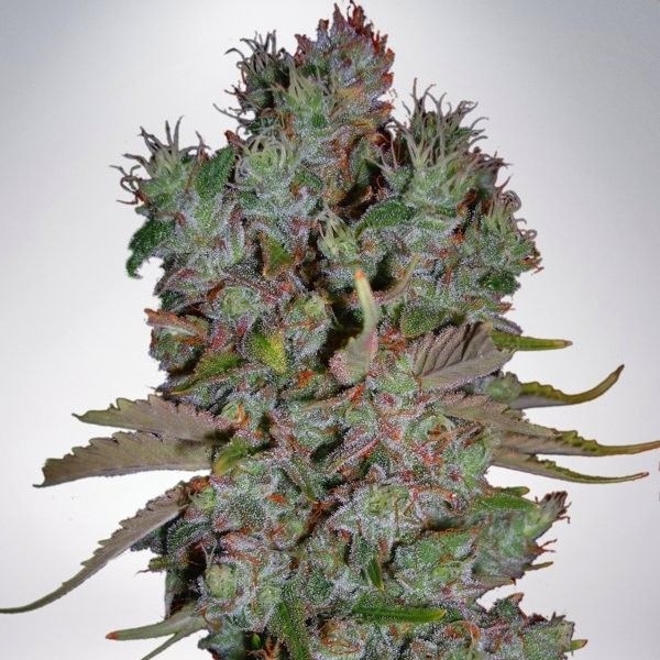 Auto Blueberry Domina (Ministry of Cannabis) Feminiserede