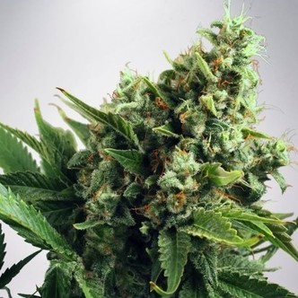 Auto White Widow (Ministry of Cannabis) feminiserede