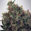 Ultra White Amnesia (Ministry of Cannabis) Feminiserede