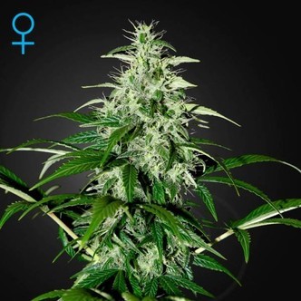 Kalashnikova Autoflowering (Greenhouse Seeds) feminiserede
