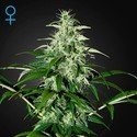 Kalashnikova Autoflowering (Greenhouse Seeds) Feminiserede