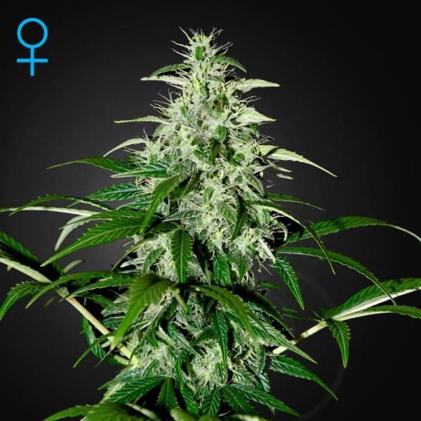 Kalashnikova Autoflowering (Greenhouse Seeds) Feminiserede