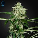 Northern Lights Autoflowering (Greenhouse Seeds) Feminiserede