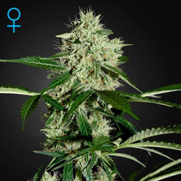 Northern Lights Autoflowering (Greenhouse Seeds) Feminiserede
