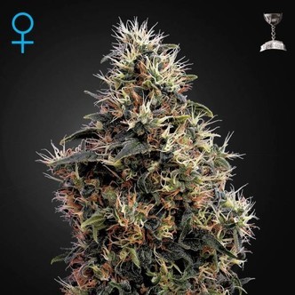 Sweet Mango Autoflowering (Greenhouse Seeds) feminiserede