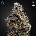 Sweet Mango Autoflowering (Greenhouse Seeds) Feminiserede