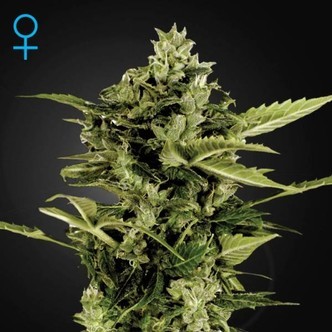 Auto-Bomb Autoflowering (Greenhouse Seeds) feminiserede