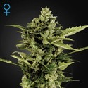 Auto-Bomb Autoflowering (Greenhouse Seeds) Feminiserede