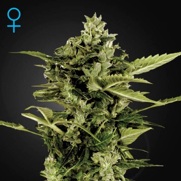 Auto-Bomb Autoflowering (Greenhouse Seeds) Feminiserede