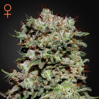 Kalashnikova (Greenhouse Seeds) feminiserede cannabisfr&oslash;