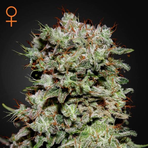 Kalashnikova (Greenhouse Seeds) Feminiserede