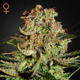 Super Critical (Greenhouse Seeds) feminiserede cannabisfr&oslash;