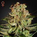 Super Critical (Greenhouse Seeds) Feminiserede