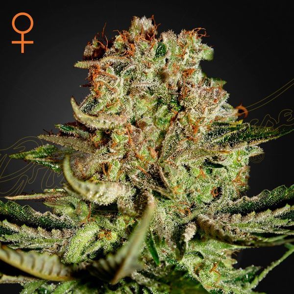Super Critical (Greenhouse Seeds) Feminiserede