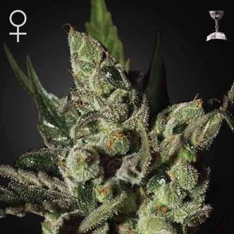 Exodus Cheese (Greenhouse Seeds) feminiserede