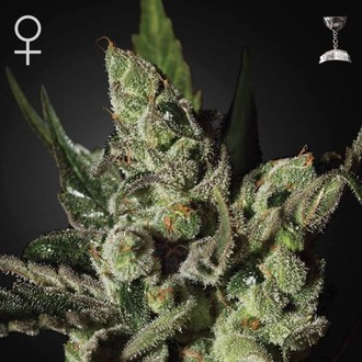 Exodus Cheese (Greenhouse Seeds) Feminiserede