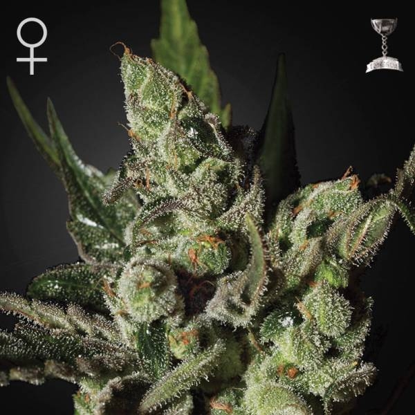 Exodus Cheese (Greenhouse Seeds) Feminiserede