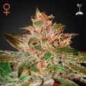 Pure Kush (Greenhouse Seeds) Feminiserede