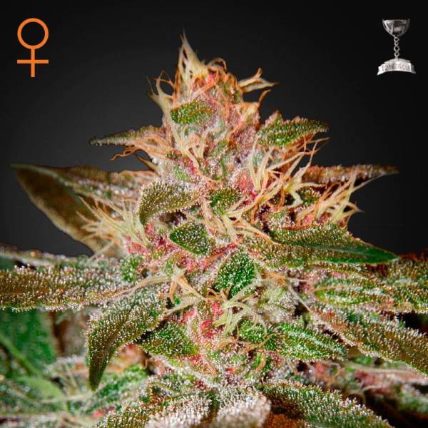 Pure Kush (Greenhouse Seeds) Feminiserede