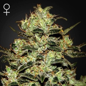 Moby Dick (Greenhouse Seeds) feminiserede