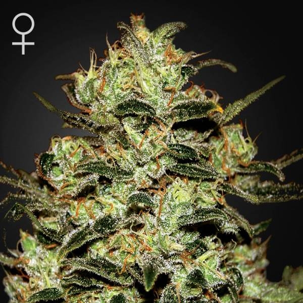 Moby Dick (Greenhouse Seeds) Feminiserede