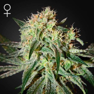 Damn Sour (Greenhouse Seeds) Feminiserede