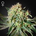 Damn Sour (Greenhouse Seeds) Feminiserede