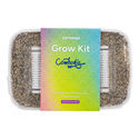 Zamnesia Classic grow kit "Cambodia"