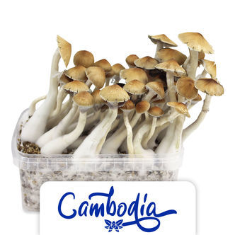Zamnesia Grow Kit 'Cambodiansk'