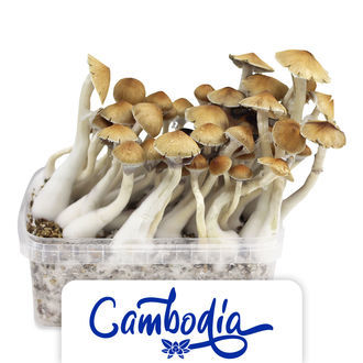 Zamnesia Classic grow kit "Cambodia"