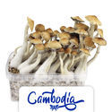 Zamnesia Classic grow kit "Cambodia"