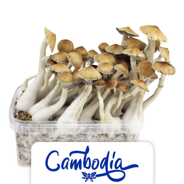 Zamnesia Classic grow kit "Cambodia"
